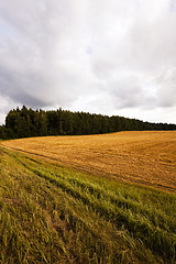 Image showing harvesting cereals, Agriculture