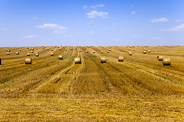 Image showing mature cereals, field