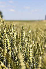 Image showing unripe ears of wheat