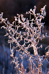 Image showing Autumn background with grass and forest covered with frost in the early frosts