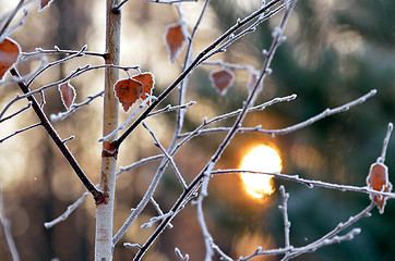 Image showing Autumn background with grass and forest covered with frost in the early frosts