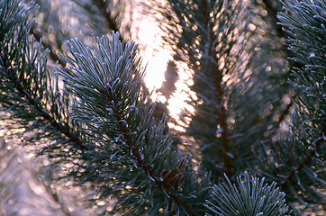 Image showing Autumn background with grass and forest covered with frost in the early frosts