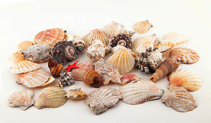 Image showing Seashell collection