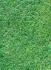Image showing lawn texture