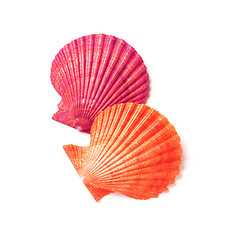 Image showing Tan Radial Seashell Isolated