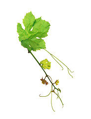 Image showing The green grape leaf on a white background, isolated