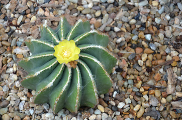 Image showing Balloon Cactus with blooming yellow orange flowers