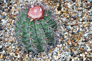 Image showing Turk cap cactus from Brazil