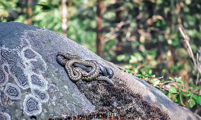 Image showing Snakes basking in the sun