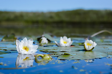 Image showing White Water Lilies in a pond