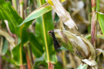 Image showing mature corn crop