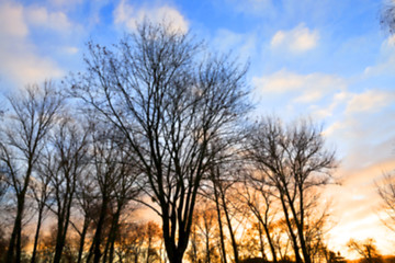 Image showing Park at sunset