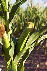 Image showing Field with corn