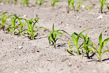 Image showing Field with corn