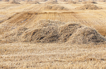 Image showing ripe wheat crop