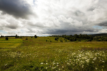 Image showing green vegetation , closeup