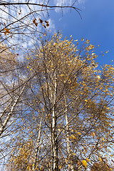 Image showing yellowing leaves on the trees