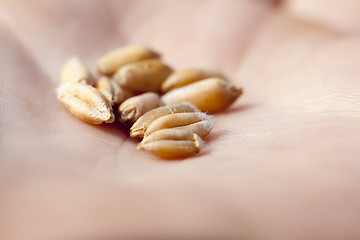 Image showing mature wheat grains, close-up