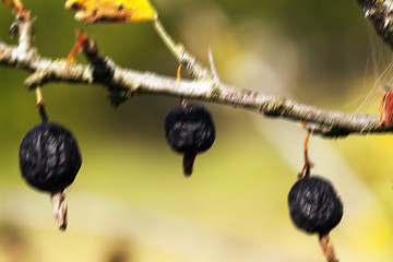 Image showing dried berries harvest