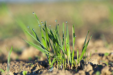 Image showing young grass plants, close-up