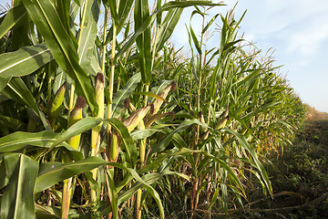 Image showing Green immature corn