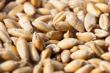 Image showing wheat, close up