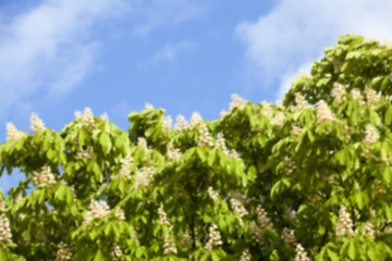 Image showing blooming chestnut tree in the spring