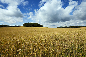 Image showing ripe yellow cereals