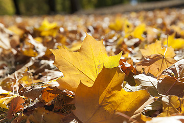 Image showing The fallen to the ground