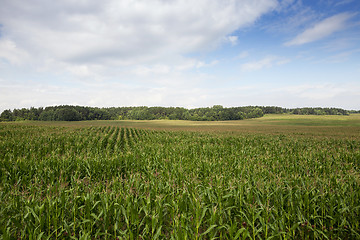 Image showing Field with corn