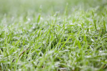 Image showing young grass plants, close-up