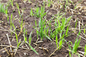 Image showing young grass plants, close-up