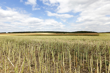 Image showing collection rapeseed crop