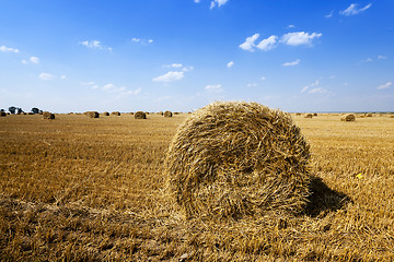 Image showing Stack of straw