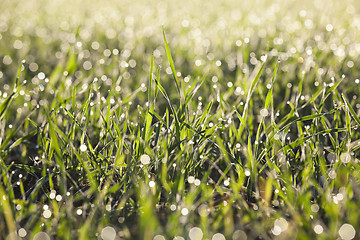 Image showing young grass plants, close-up