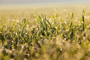 Image showing young grass plants, close-up