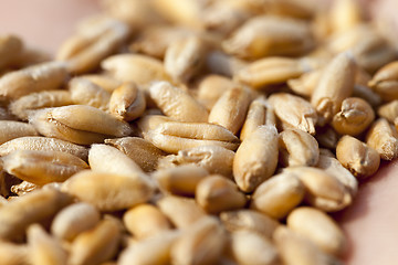 Image showing wheat, close up