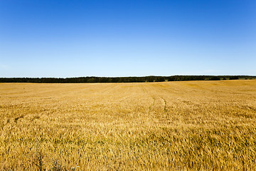 Image showing harvesting cereals , field