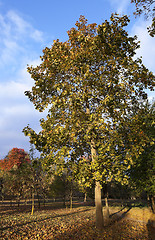 Image showing leaves on trees, autumn