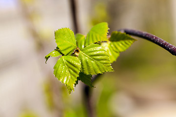 Image showing birch trees in spring