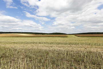 Image showing collection rapeseed crop