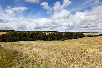 Image showing farm field cereals