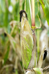 Image showing field with mature corn