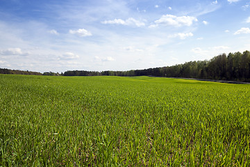 Image showing field with cereals