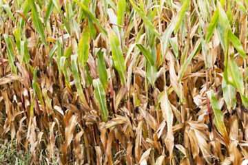 Image showing field with mature corn