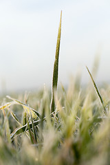 Image showing young grass plants, close-up