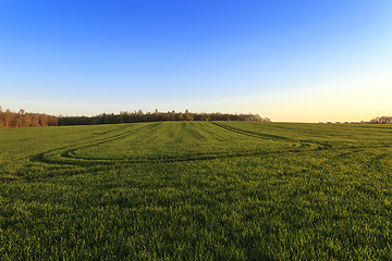 Image showing immature cereals , field