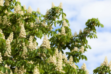 Image showing blooming chestnut tree in the spring