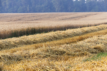 Image showing harvest of cereals