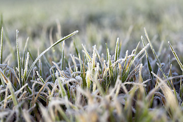 Image showing young grass plants, close-up